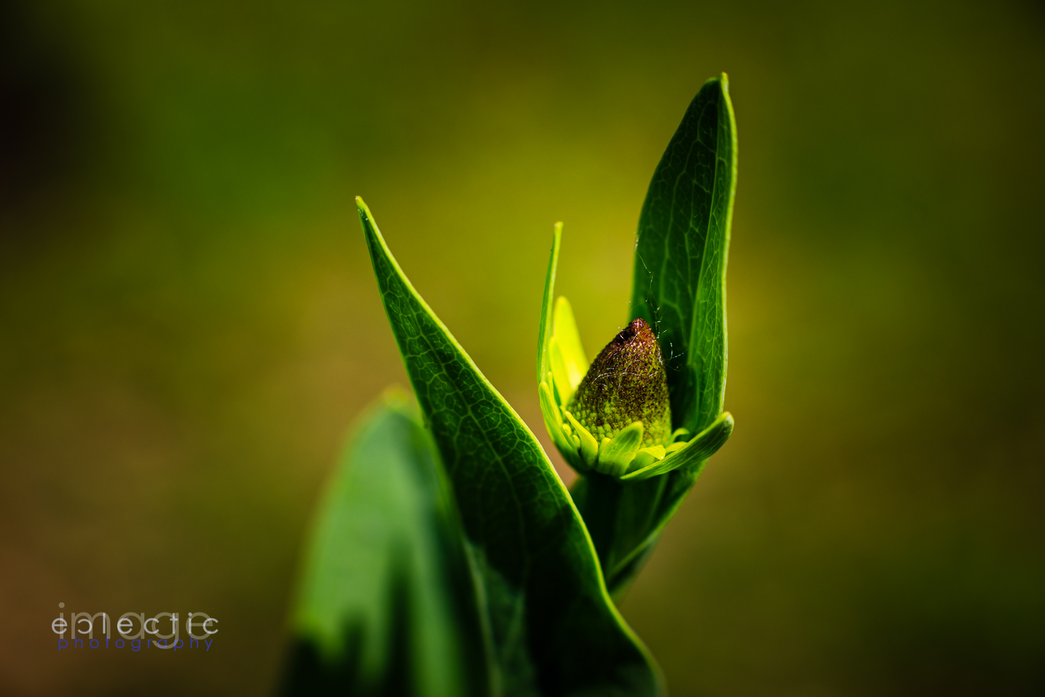 imageclectic-Garden Promises.jpg