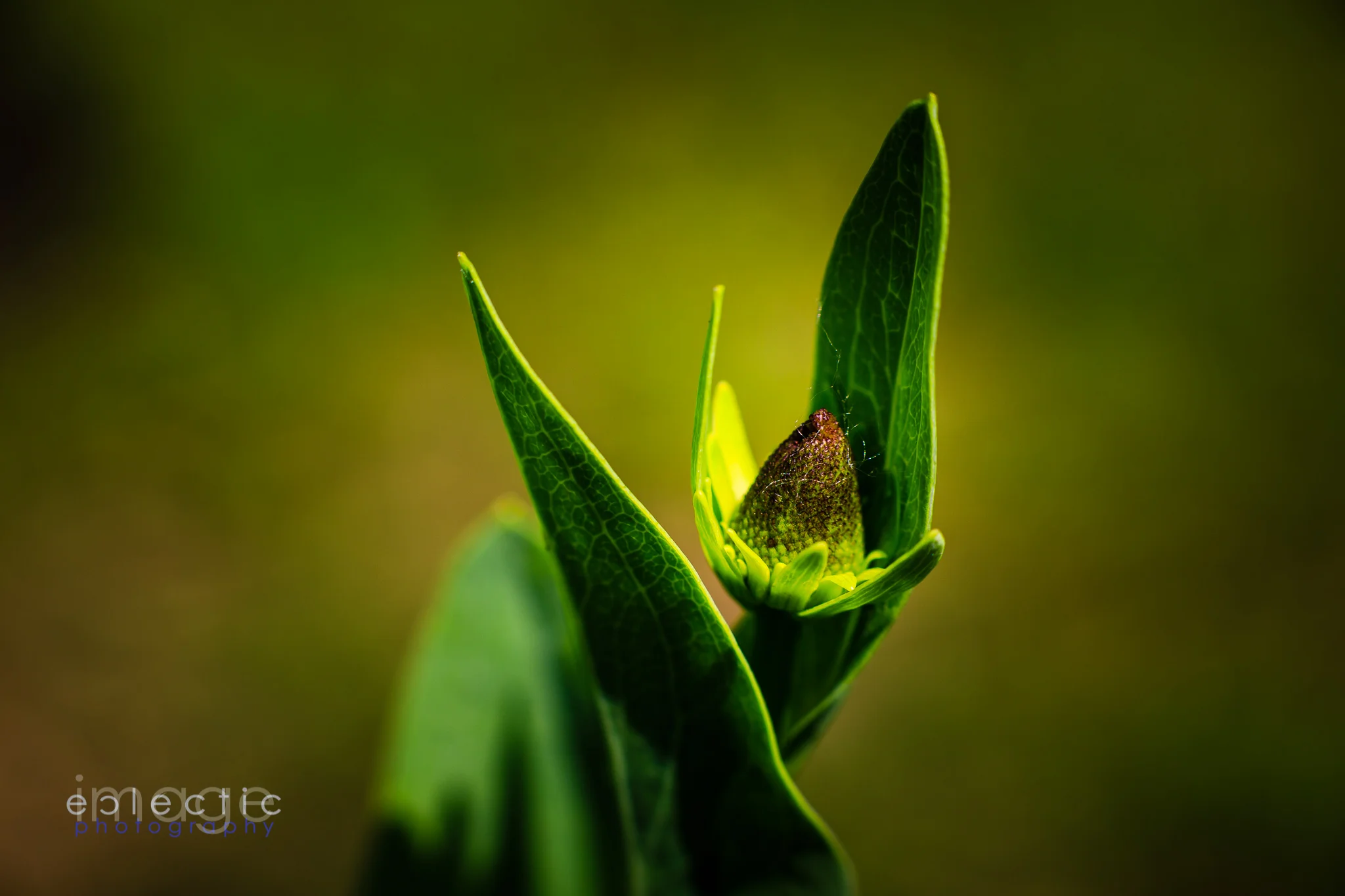 Garden Promises