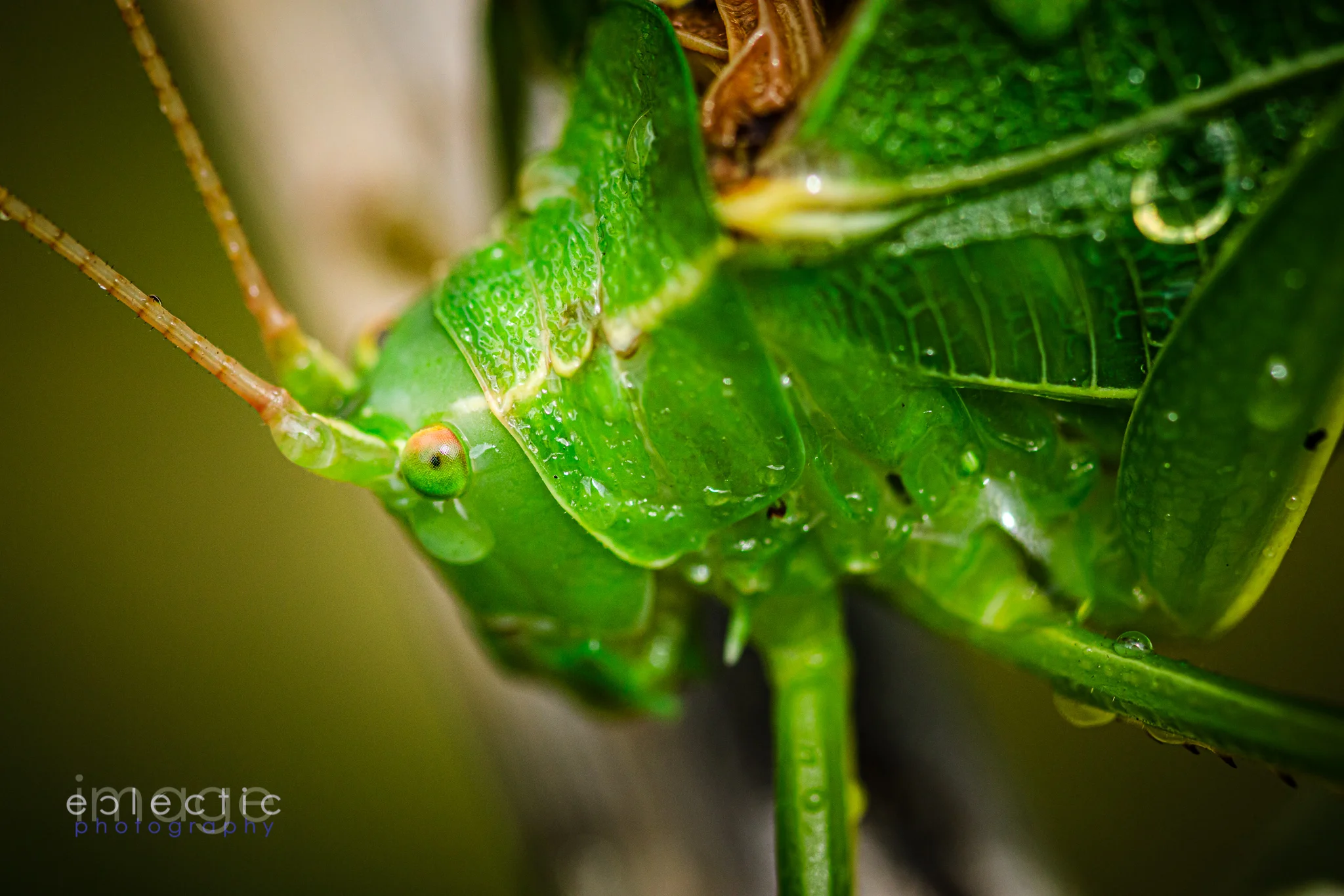Moulted