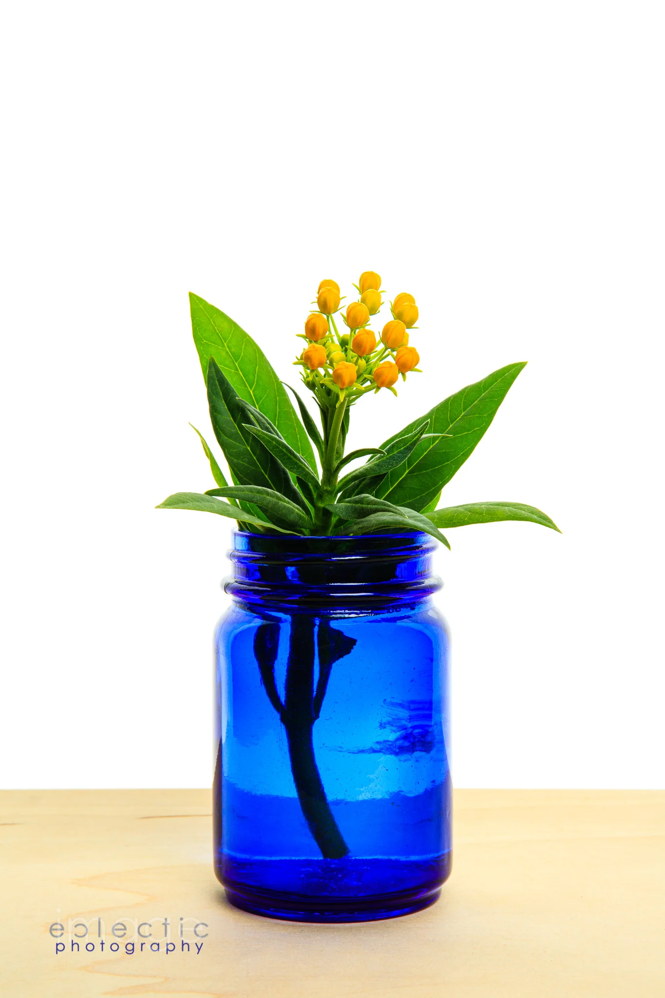 imageclectic-Calling All Monarchs.jpg