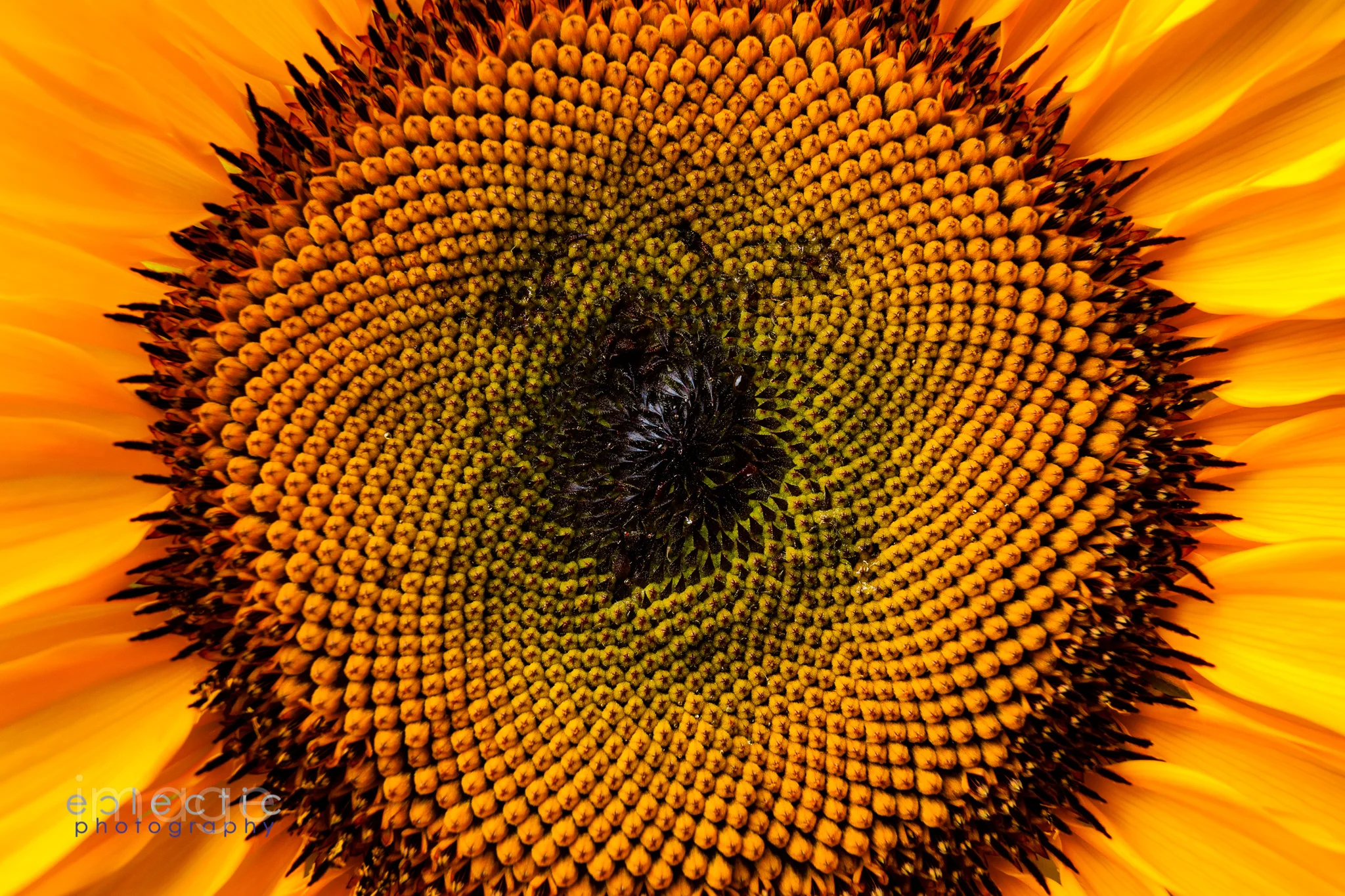 Seeds in Progress