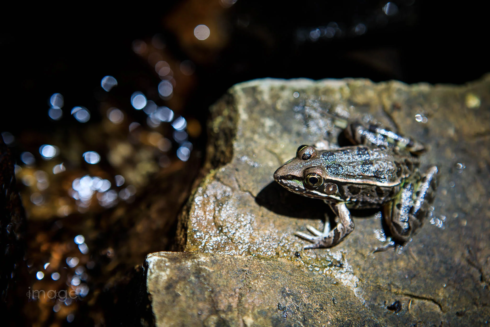 Pond Buddy