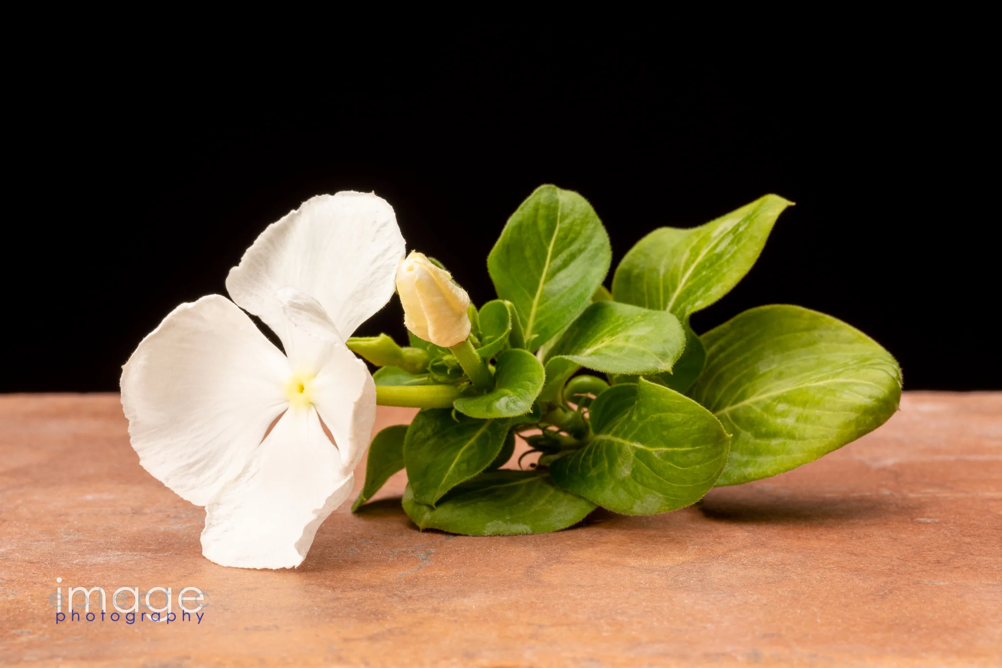 Garden White