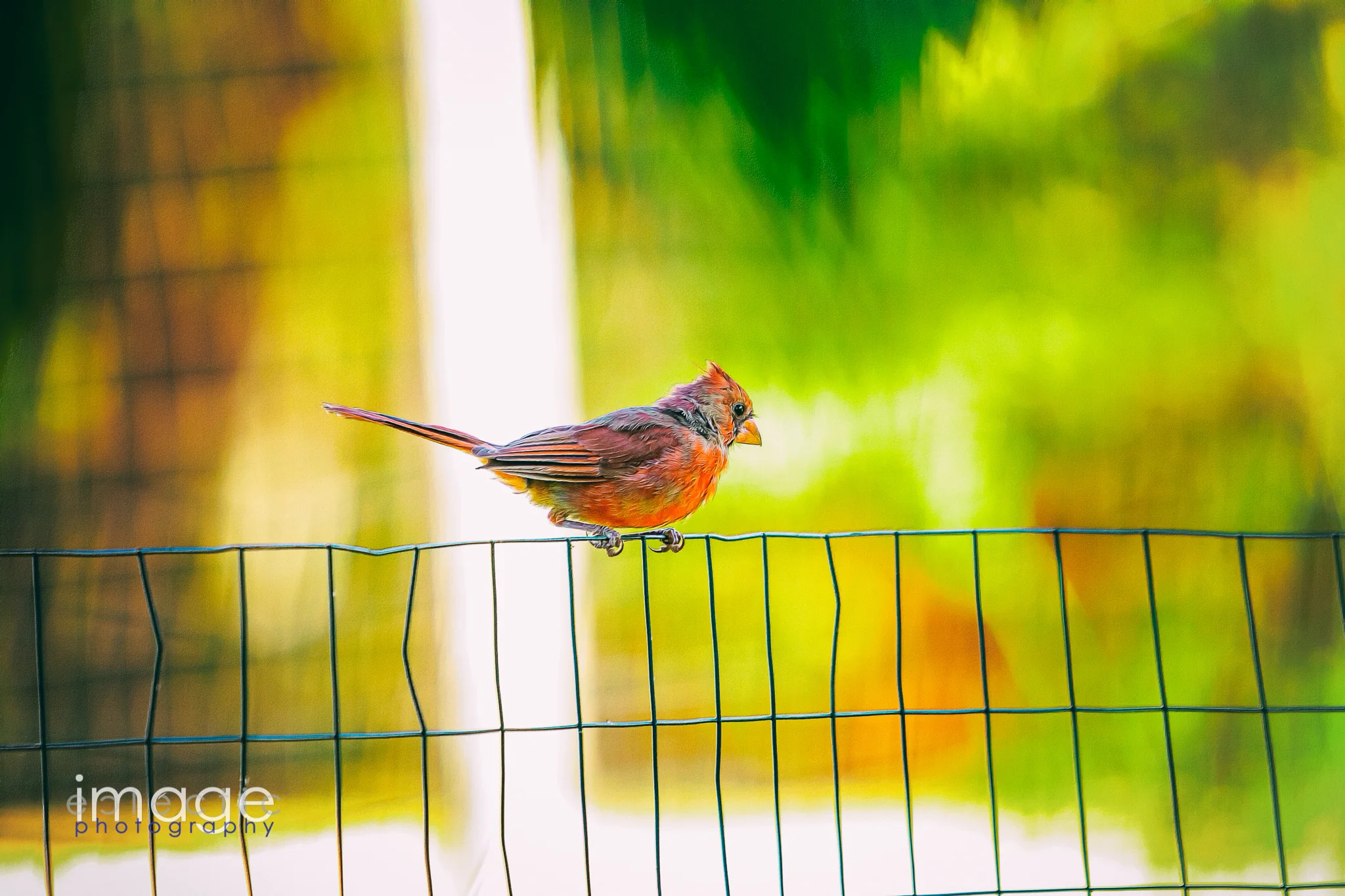 On the Fence