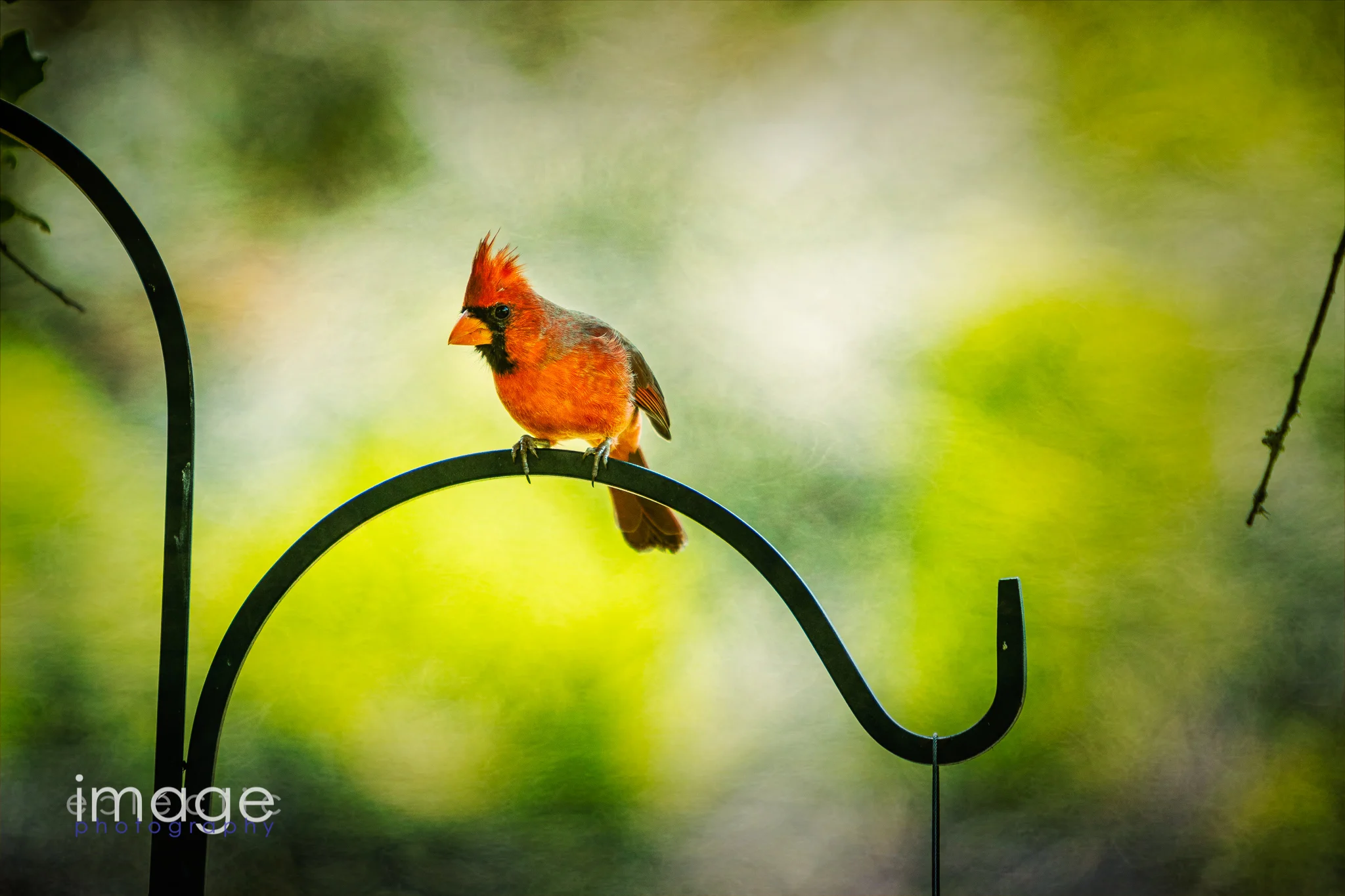 Angry Bird!