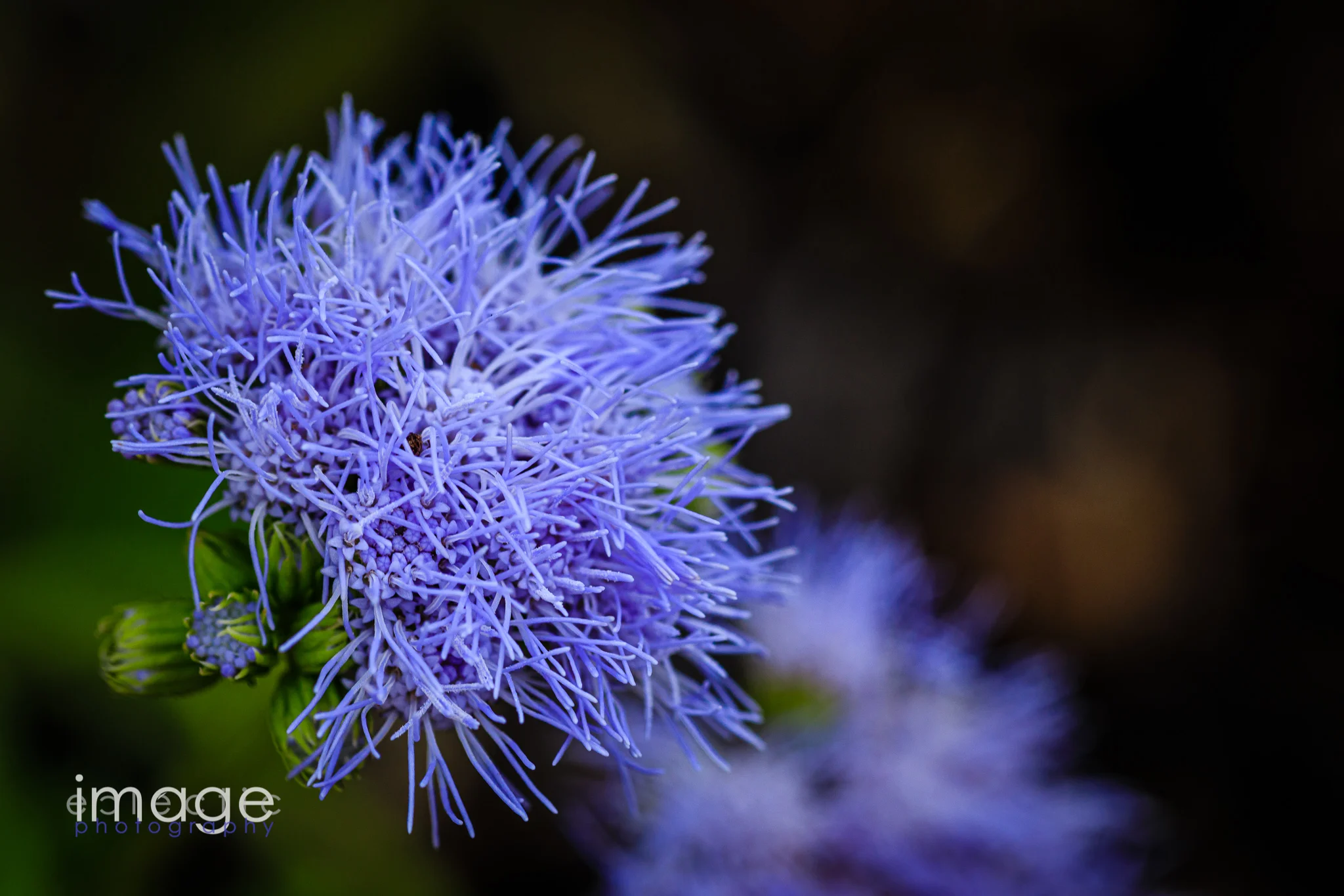 Garden Urchin