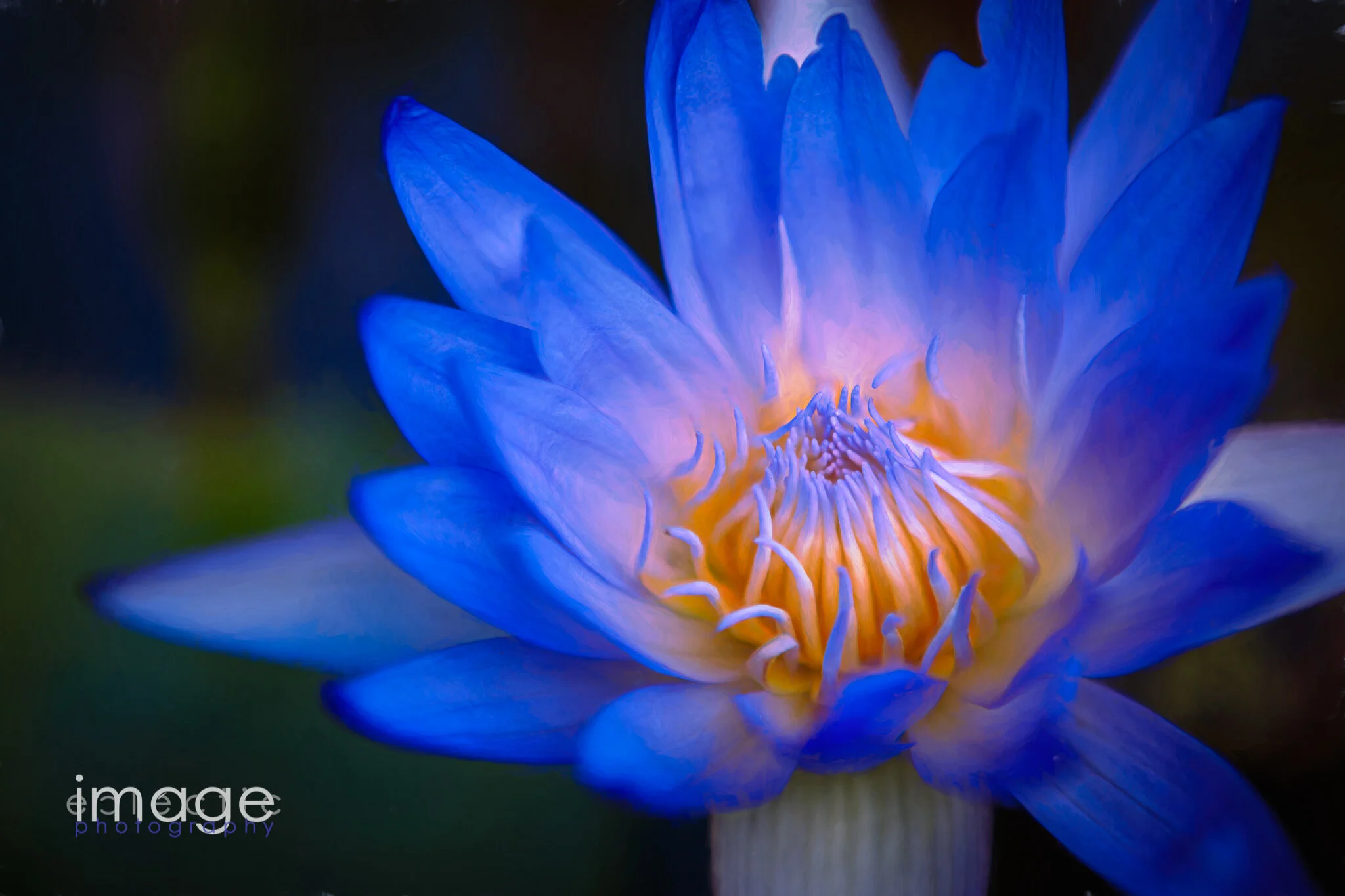 Water Garden Delight