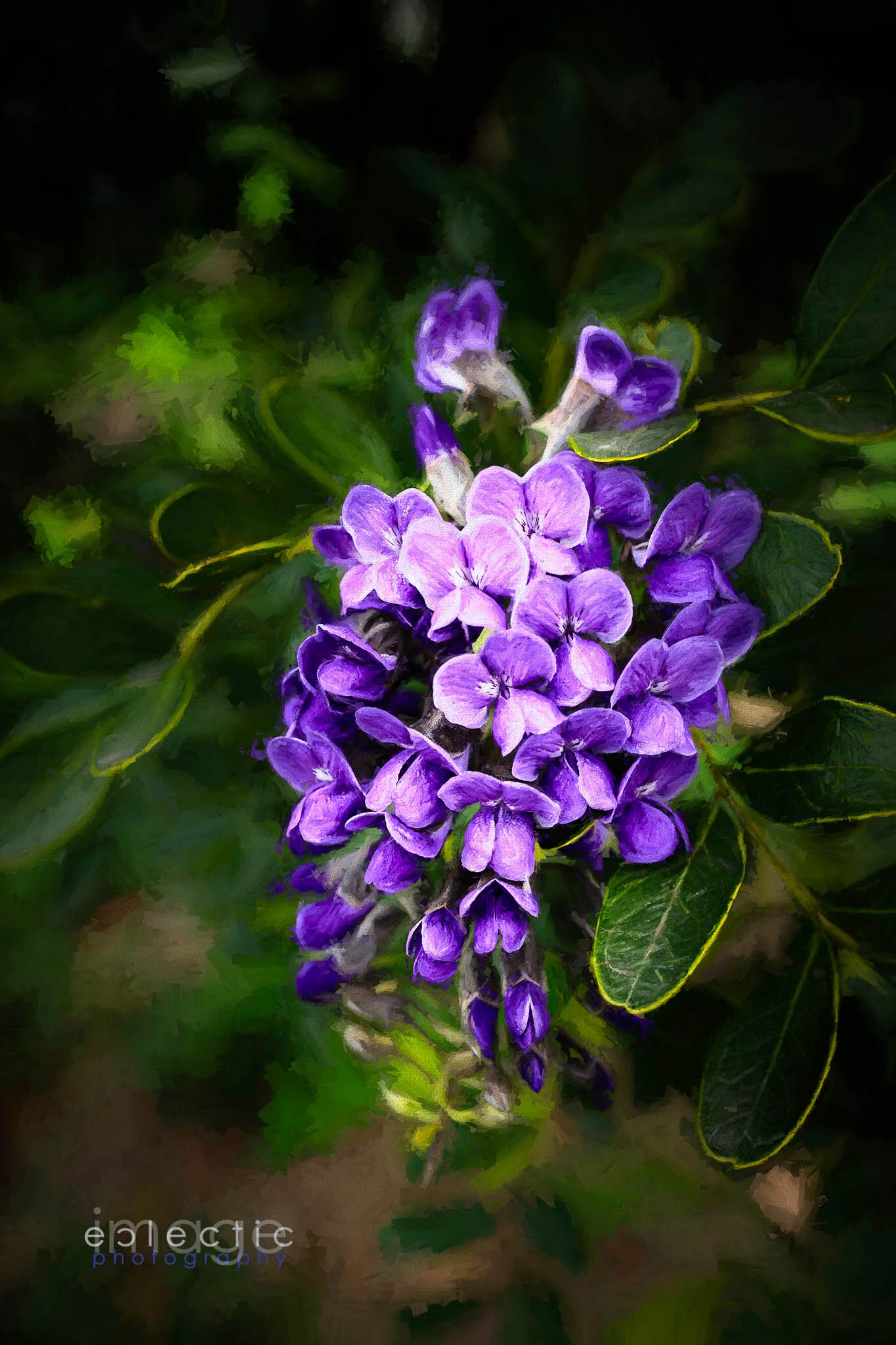 imageclectic-200303-100537-0057-Edit-Neighborhood Purple.jpg