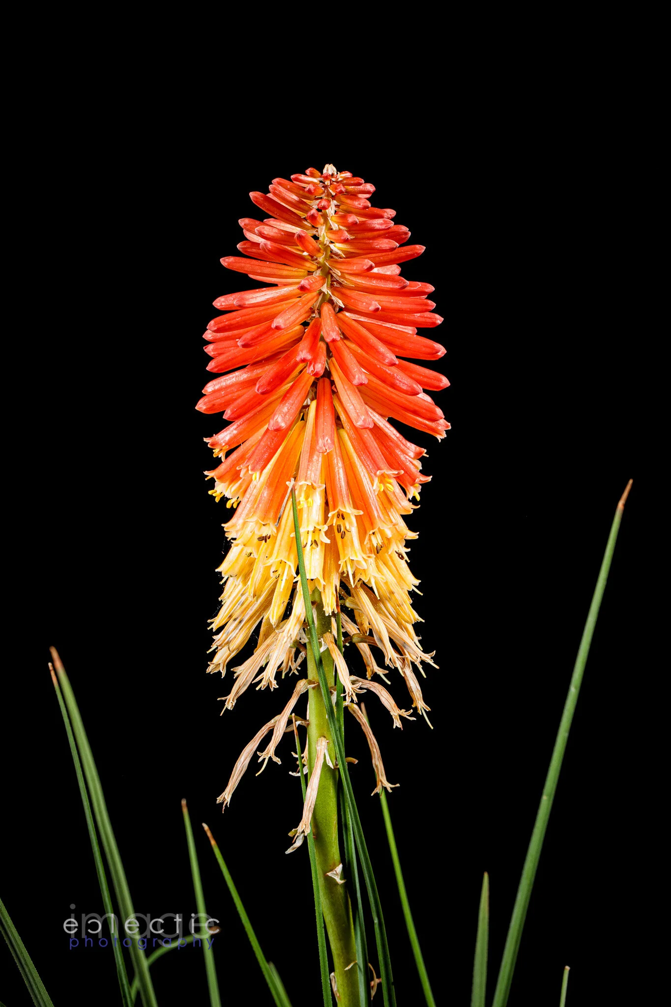 imageclectic-200505-162621-0003-Edit-The Torch.jpg