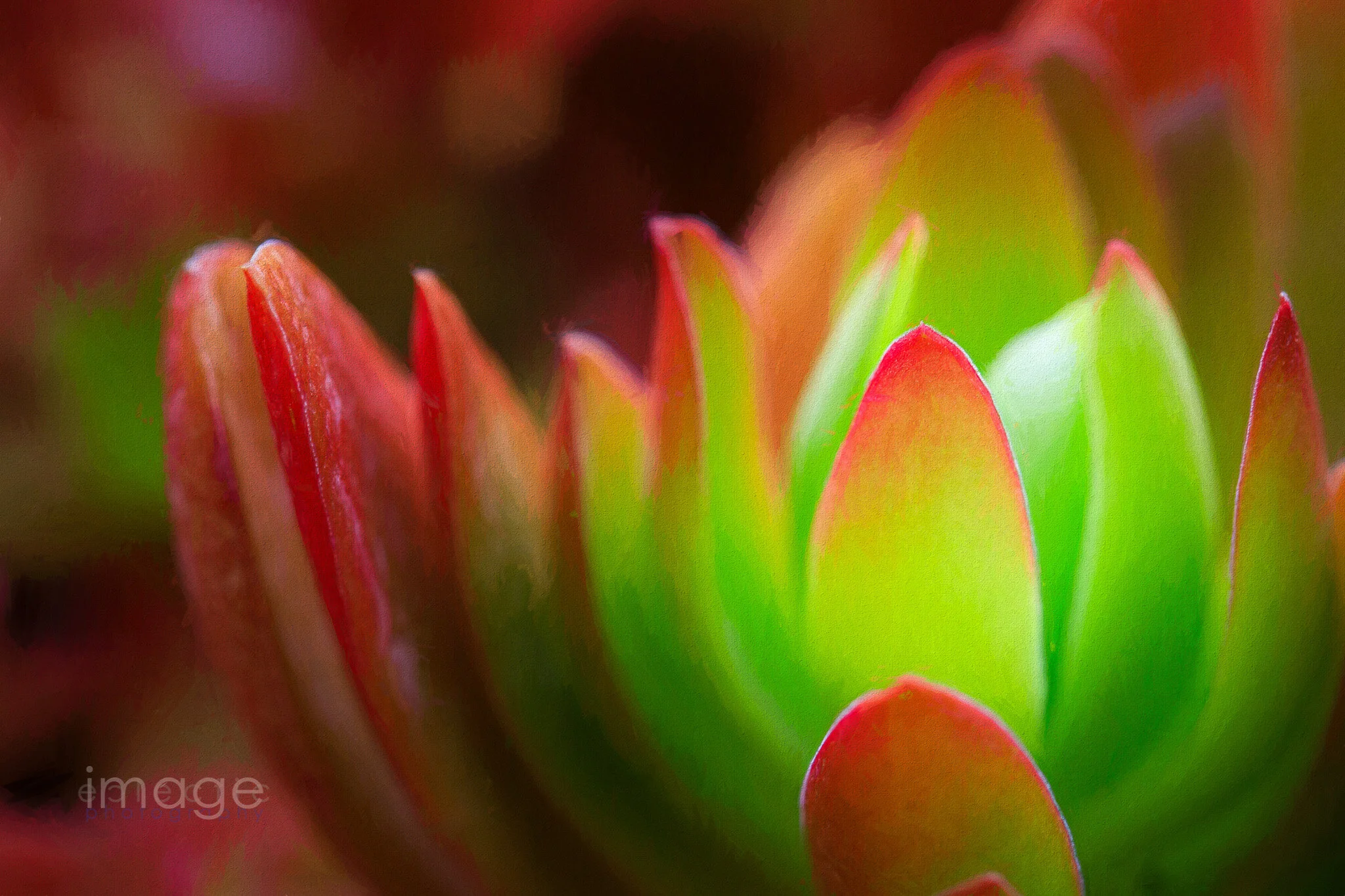 imageclectic-210101-110016-0022a-Winter Colors.jpg