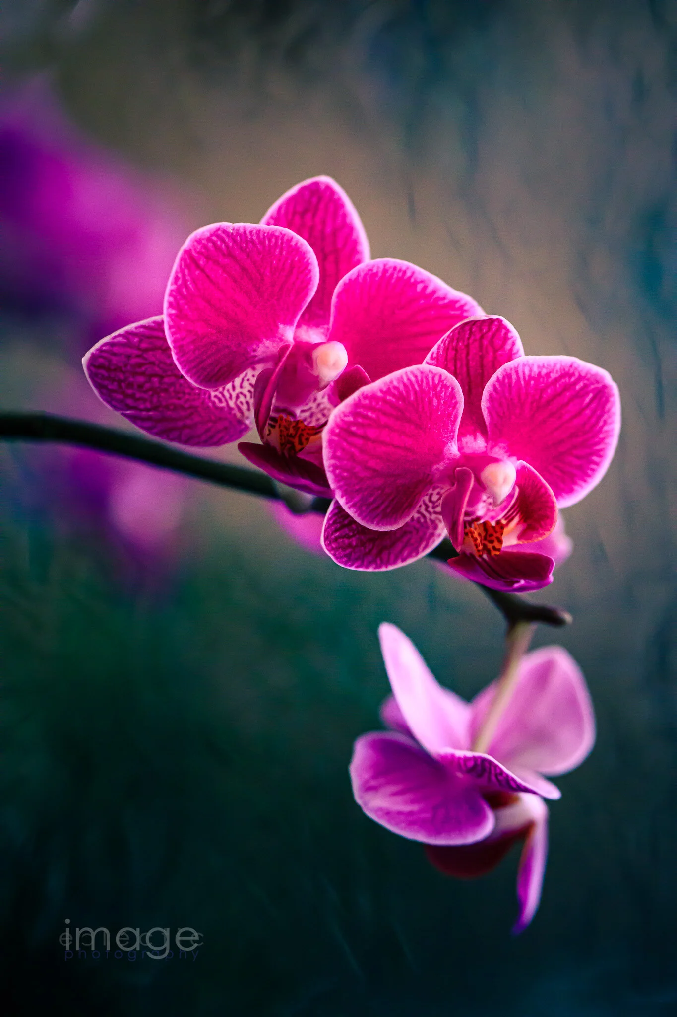 imageclectic-210202-153843-2145a-Kitchen Delight.jpg