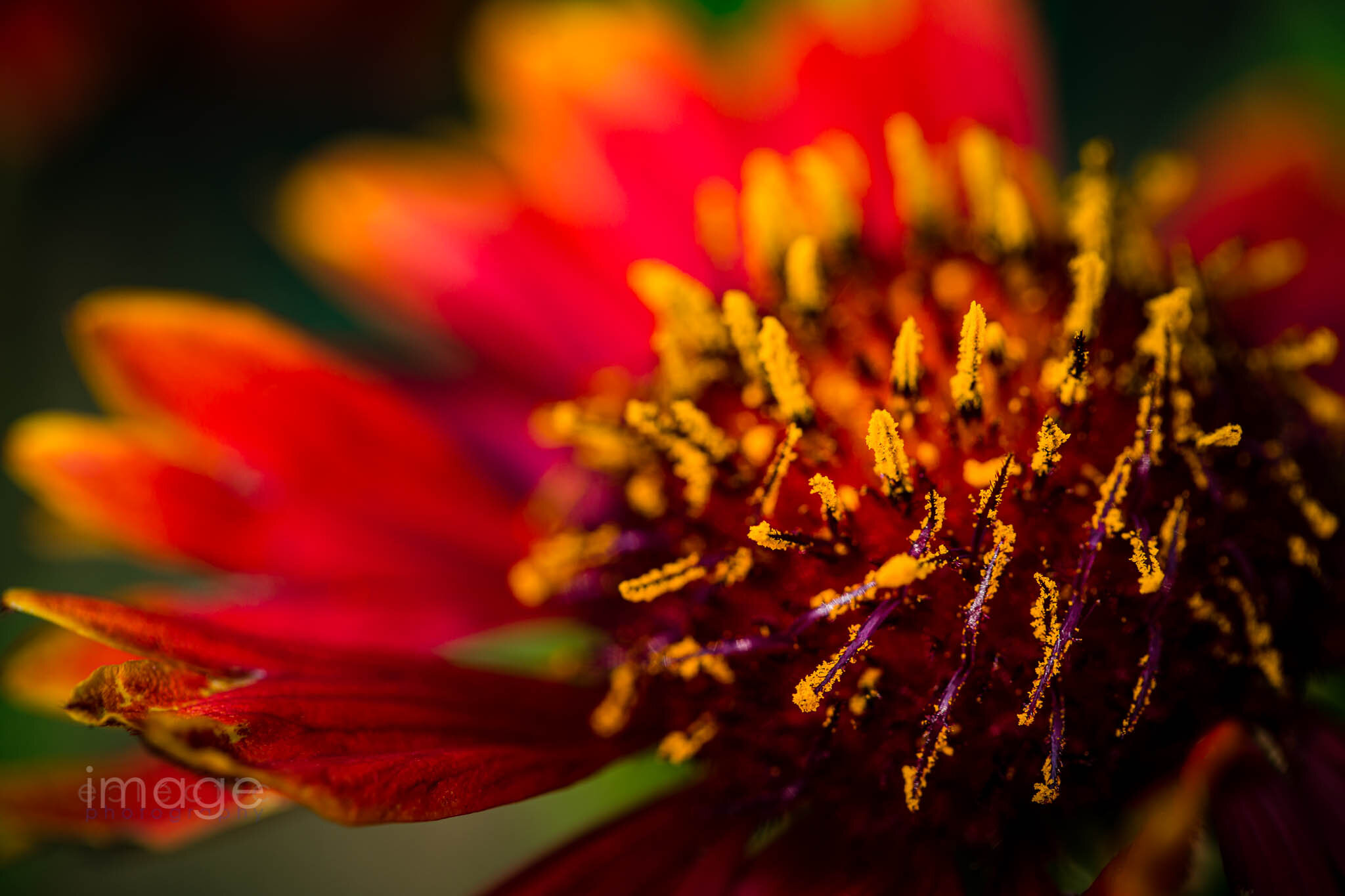 imageclectic-210606-173222-4138a-Spires of Yellow.jpg