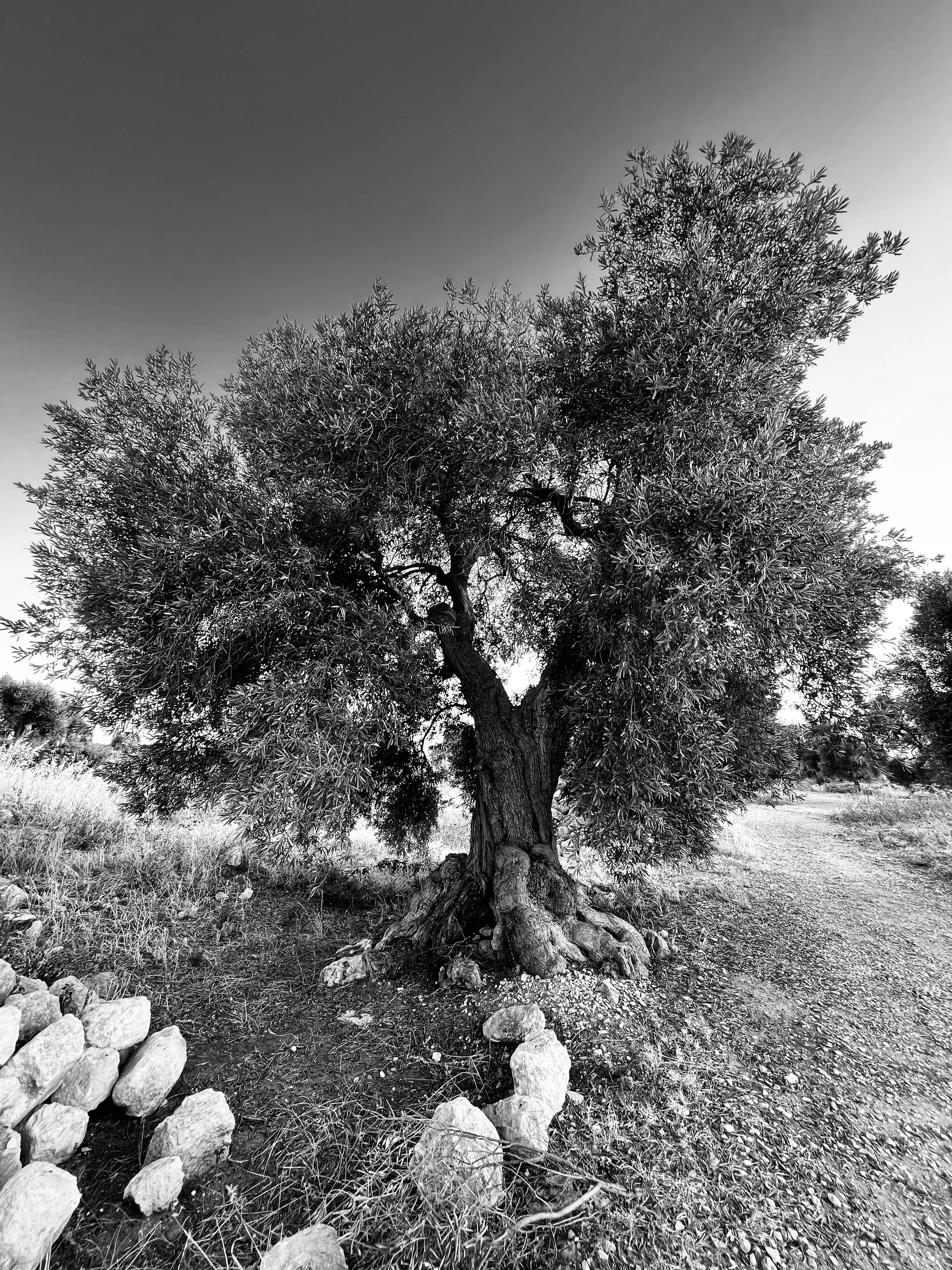 IMG_1824.jpg