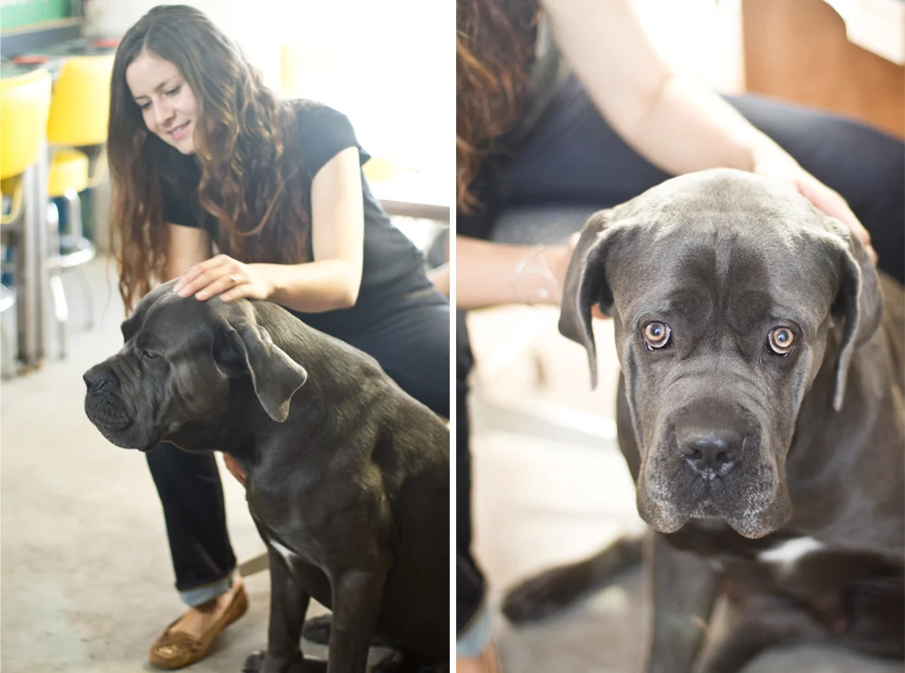 Mary Beth & their handsome Italian Mastiff, Lenny.