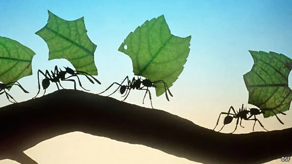 Ants.jpg