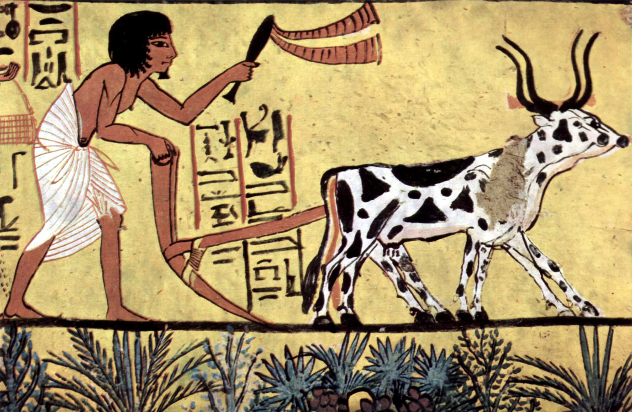 A pair of oxen and an Egyptian farmer spent their lives in hard labor in the service of wheat cultivation ( Tomb of Sennedjem , circa 1200 BC).
