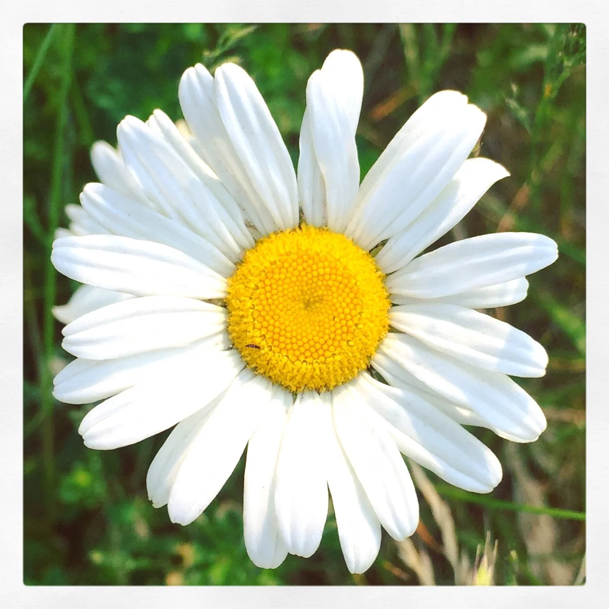 random wild daisies @ w 4th st bridge 