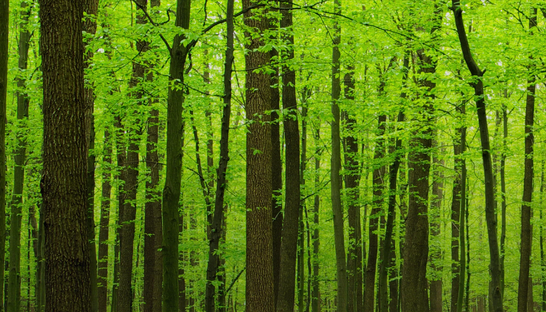 MAS_1750_trees2.jpg