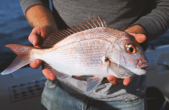 snapper fishing nsw