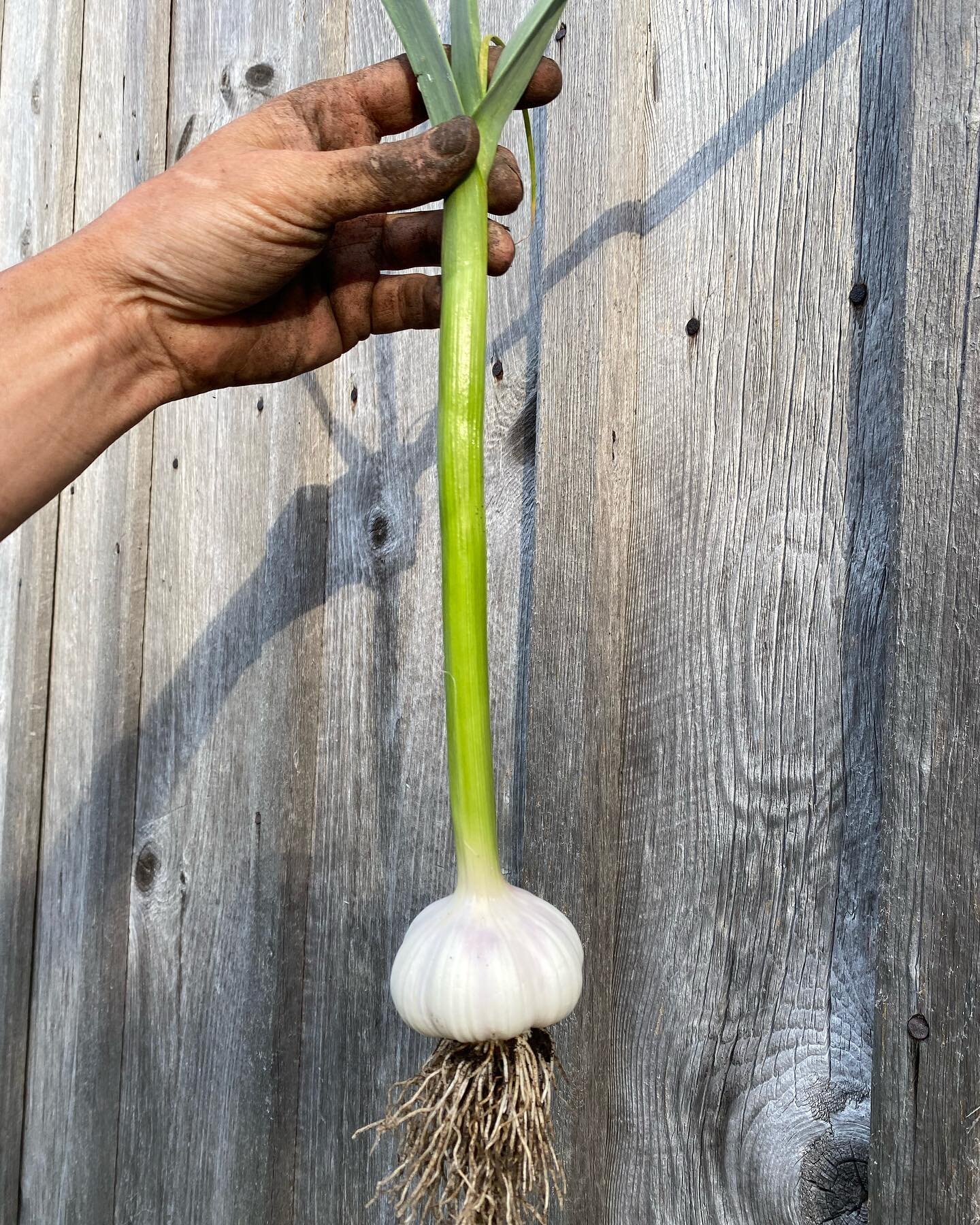 Beautiful Mennonite garlic harvest thanks to seed from @railway.creek.farm! Thanks Elly 😘 #sustainablefarming #smallspadeinc #csafarmer