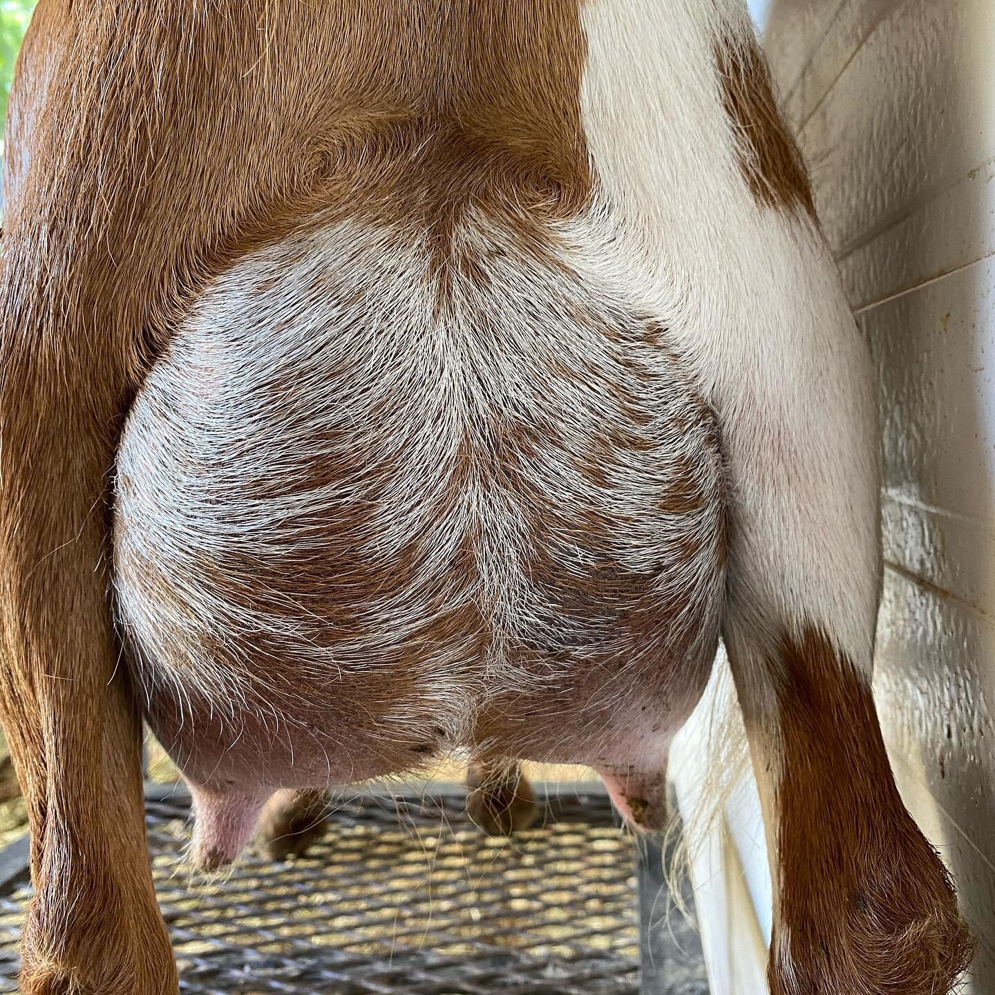 Pretty happy with this first freshener udder - teat size and orifices are lovely and very nice udder texture too.  looking forward to seeing what her second freshening looks like, I have a feeling this udder will be gorgeous next year! Thanks to @fea