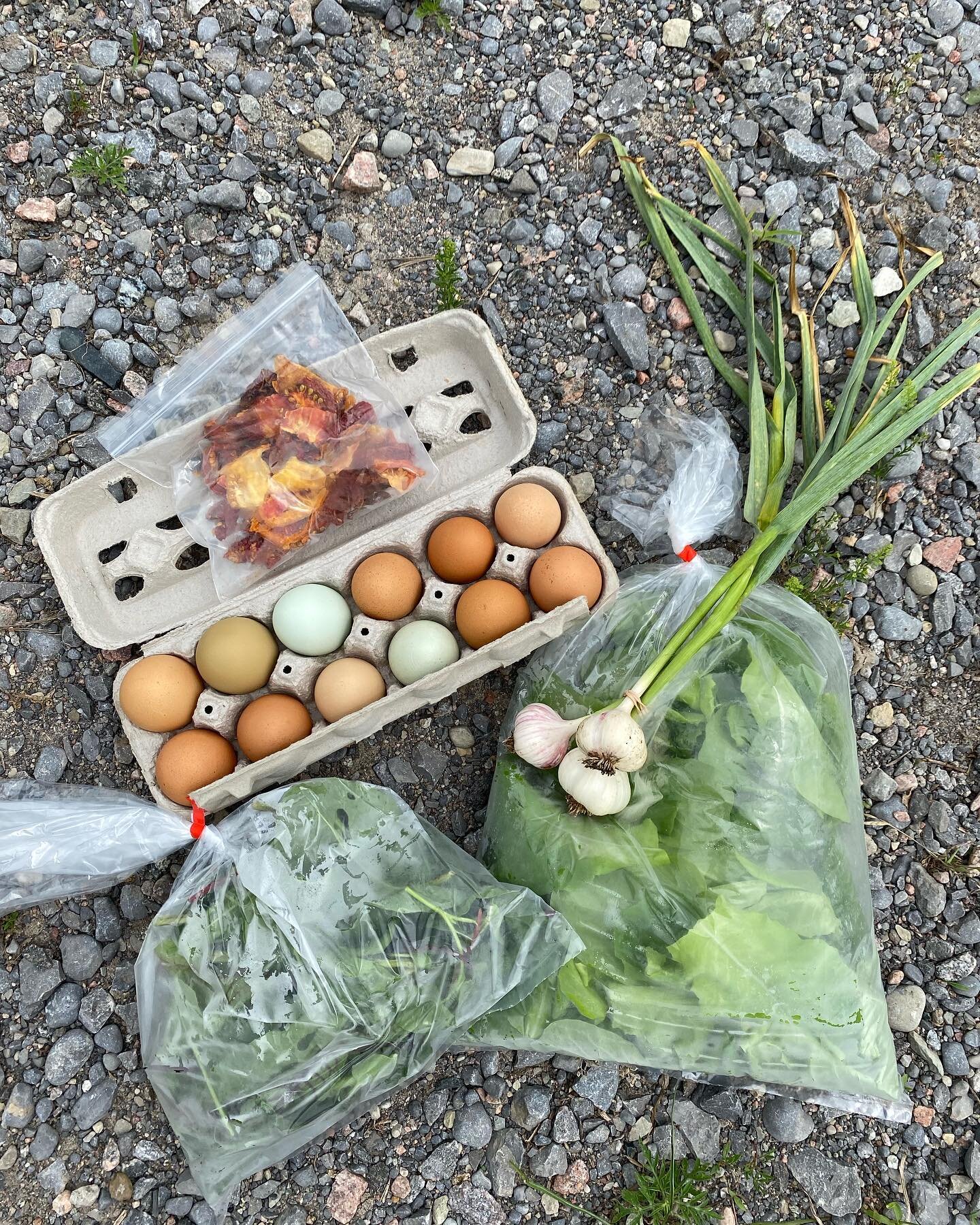 Week 6 of the Salad Days CSA! Sundried tomatoes, buttery sucrine lettuce, bag of sorrel with 3 varieties, and high value fresh garlic. #csafarmer #sustainableagriculture #supportlocalfarms