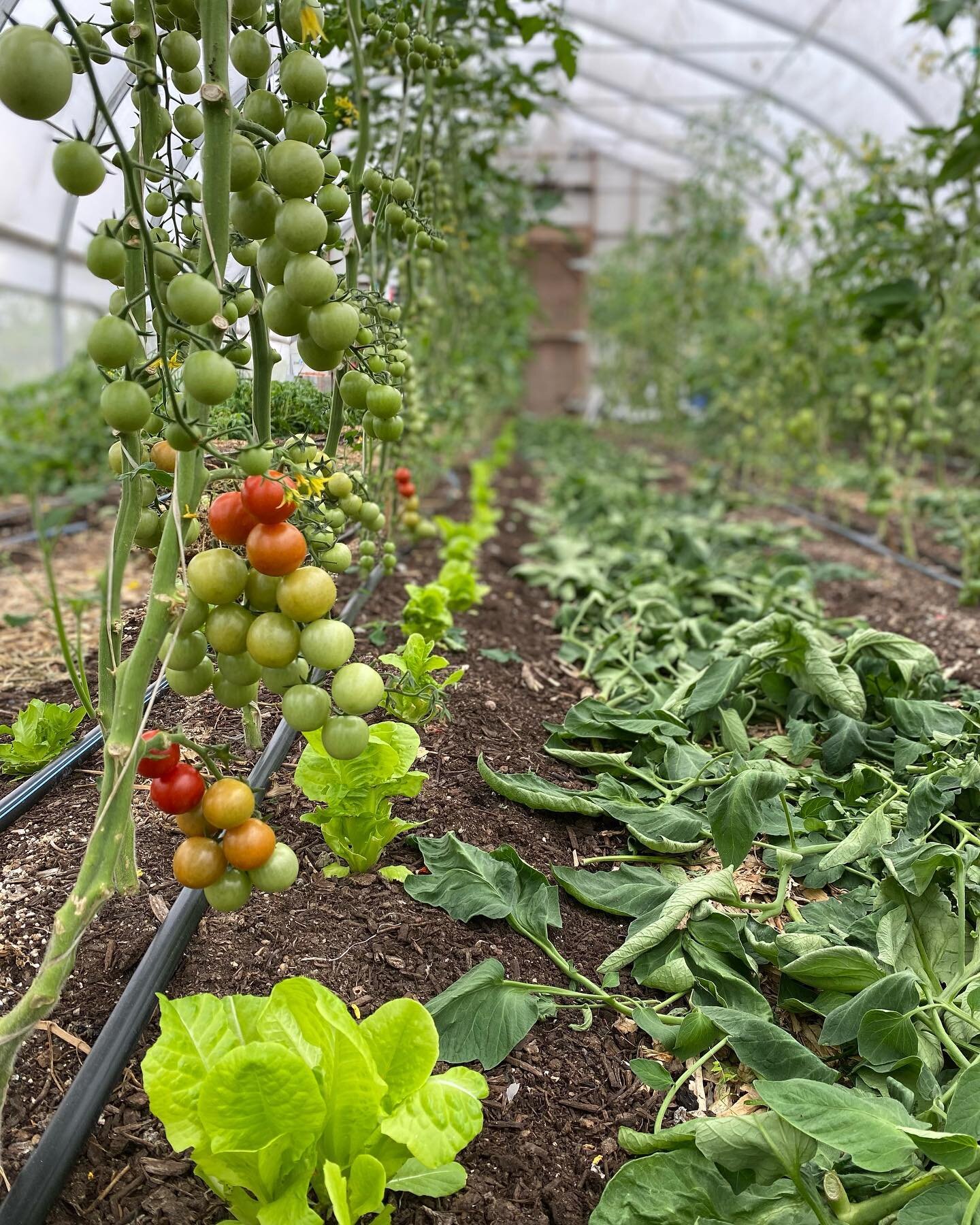 Sweaty times in the greenhouse today. Pruning up tomatoes and looking forward to harvesting these delicious treats #heirloomtomatoes #hoophousegrowing #sustainableagriculture