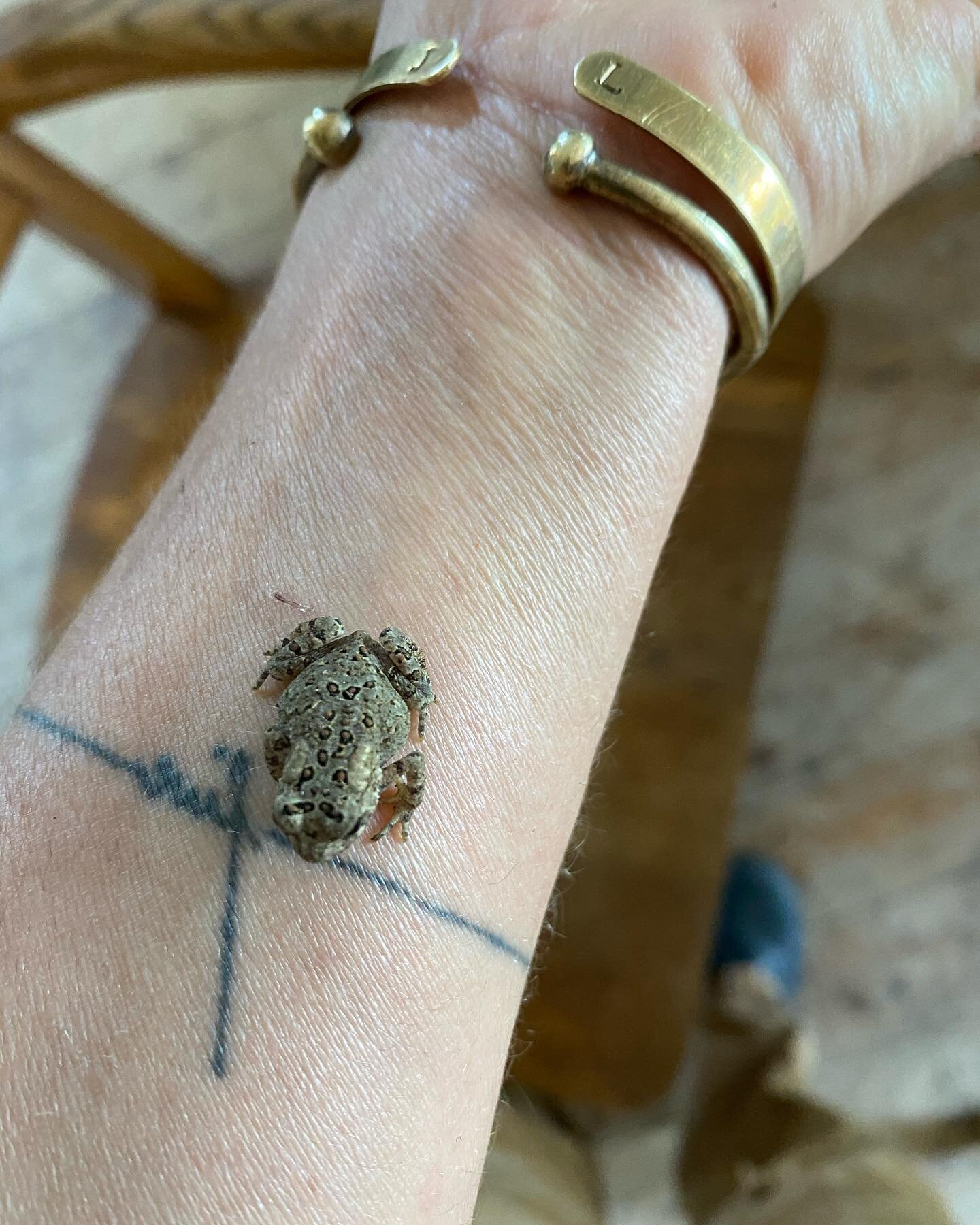 I found a tiny sweet lil baby toad living in the snakement. He has been relocated to a less serpenty spot outside under the forsythia. #ohheybuddy #timetomoveonup