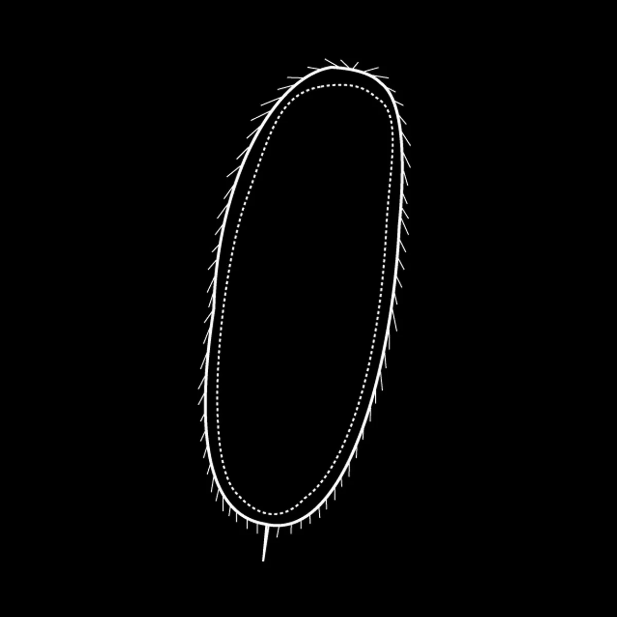 Uniformly ciliated and without conspicuous ciliated bands. &nbsp;Apical tuft present or absent.