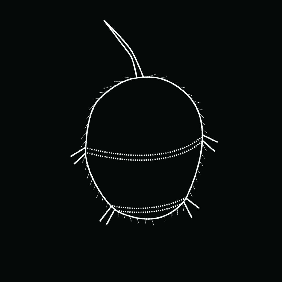 Uniformly ciliated with two distinct transverse ciliated bands. Blade-like apical tuft present.