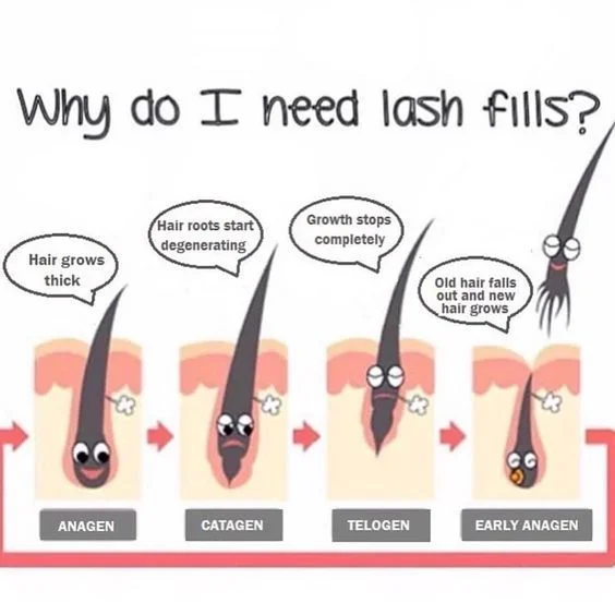 lash cycle 3.jpg