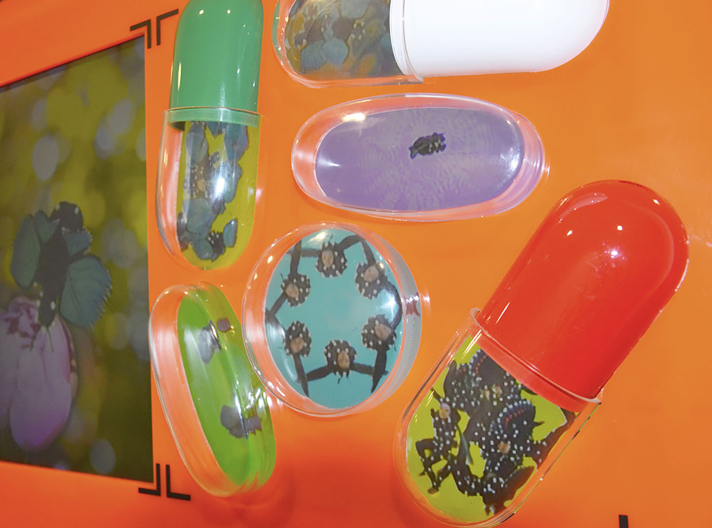 Endangered Species 2014 8-Channel Video composition, 3:30min, looped, self-contained video-sculpture, acrylic pills, video screen embedded in colored acrylic cases 23 x 35 x 5 in ( 58,4 x 88,9 x 12 cm)