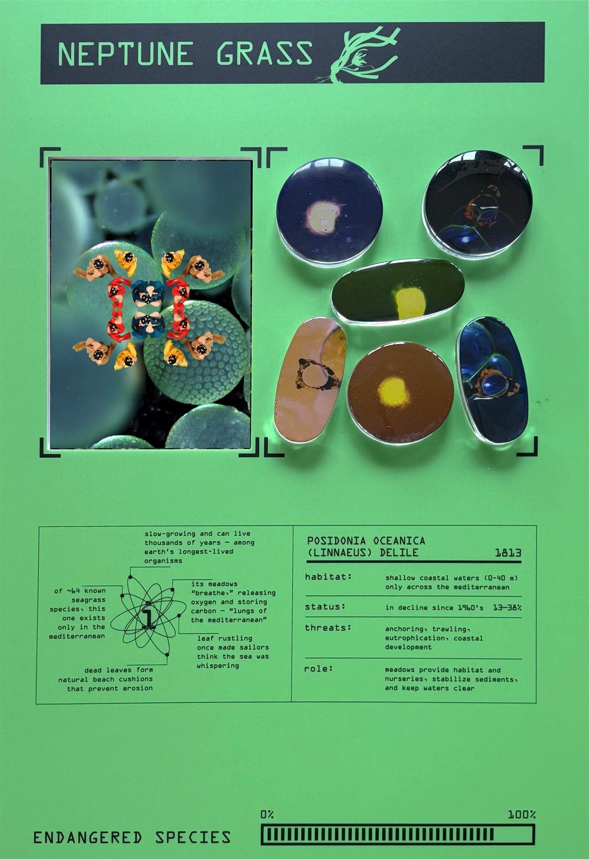 -Neptune Grass _ Endgangered Species Sea_.png
