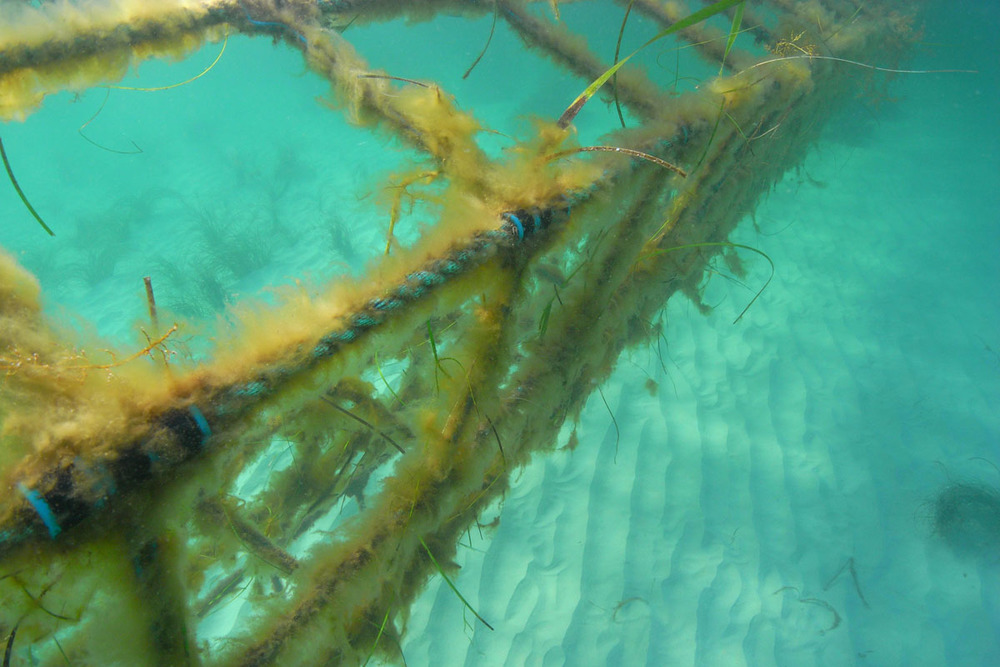 Growth accumulation on the Aquarius Barrier