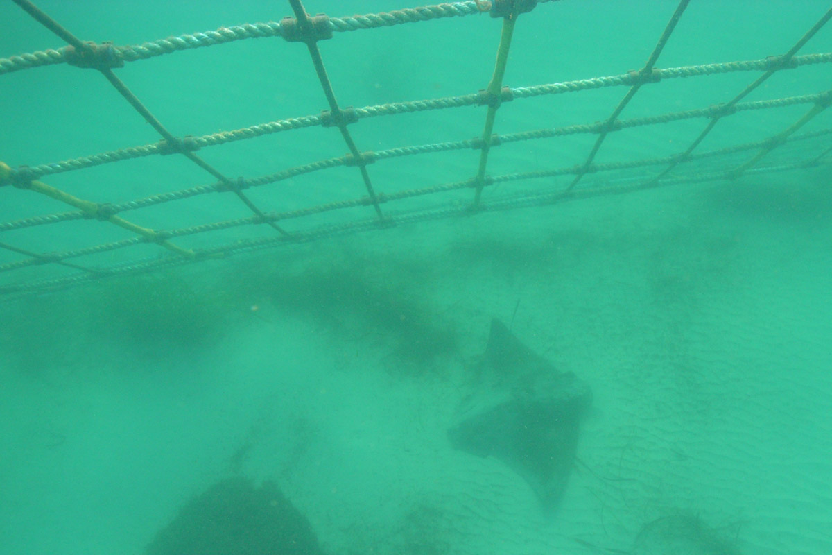 Resident stingray