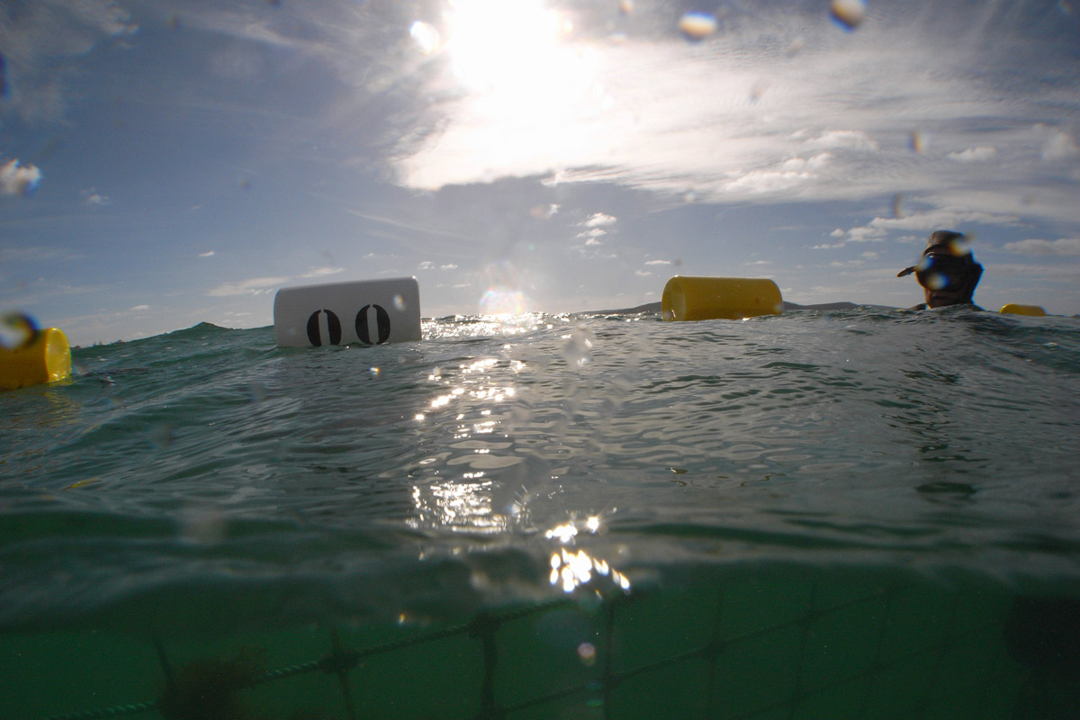 Copy of Swimmer's Floats