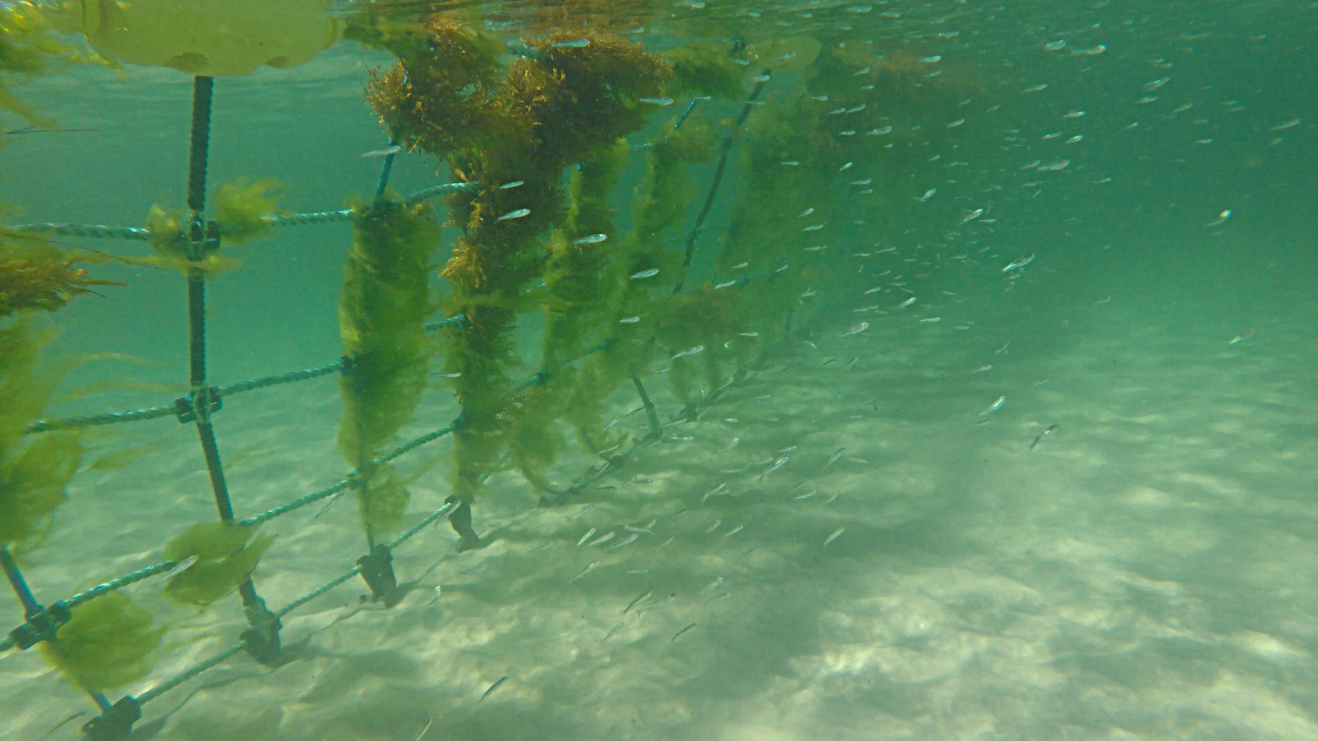 Quinns Beach shark barrier fish