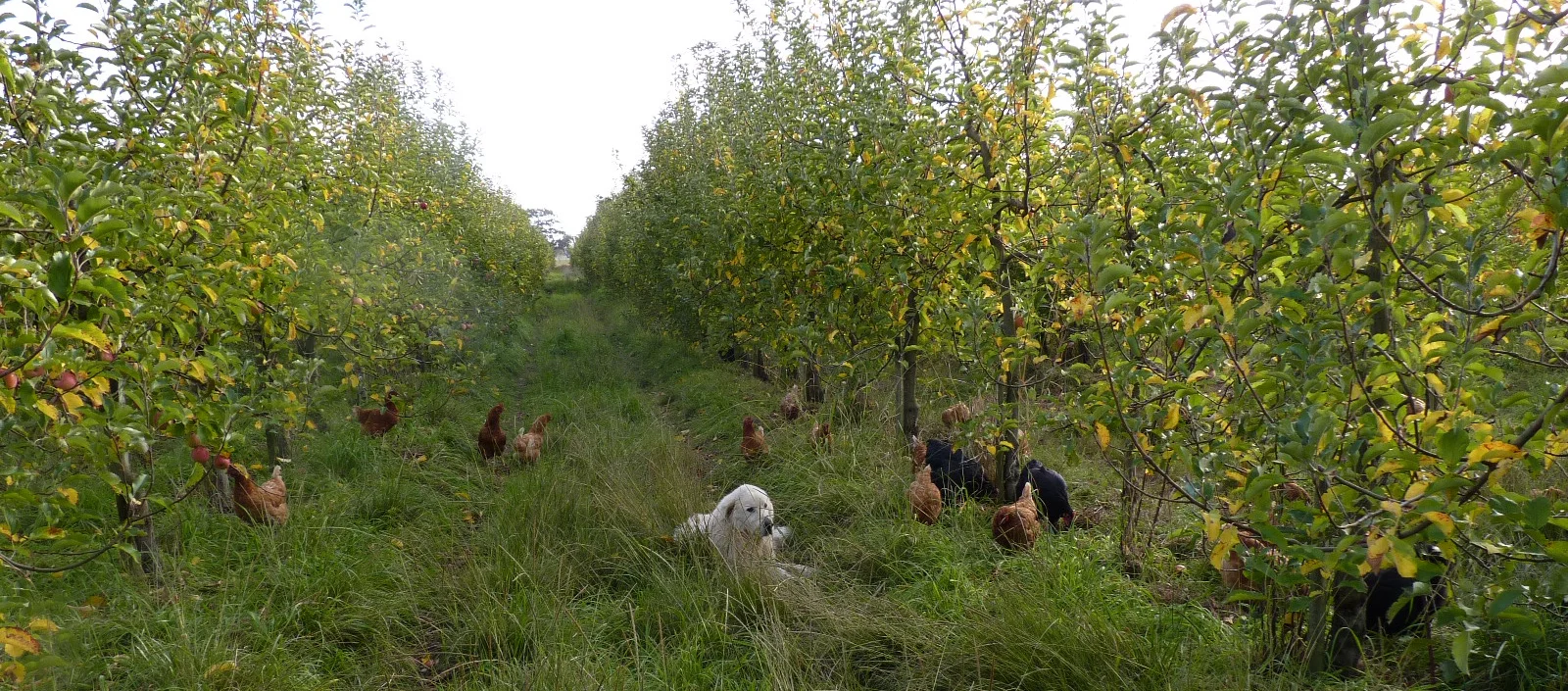 Bruno and chooks.jpg