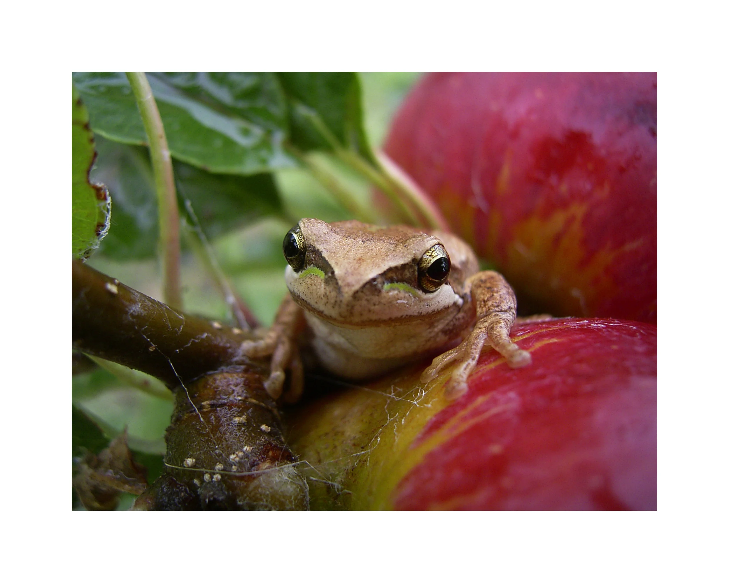 Brown tree frog on Prima apple