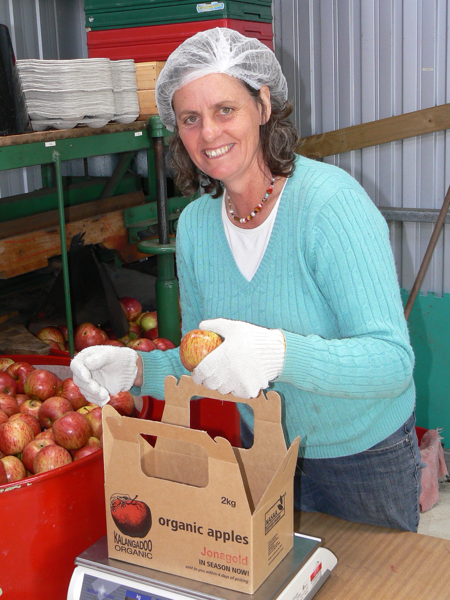 Packing Jonagold by hand on our almost antique rotary grader.
