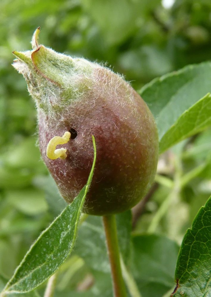 Looper and drill hole on Gala apple