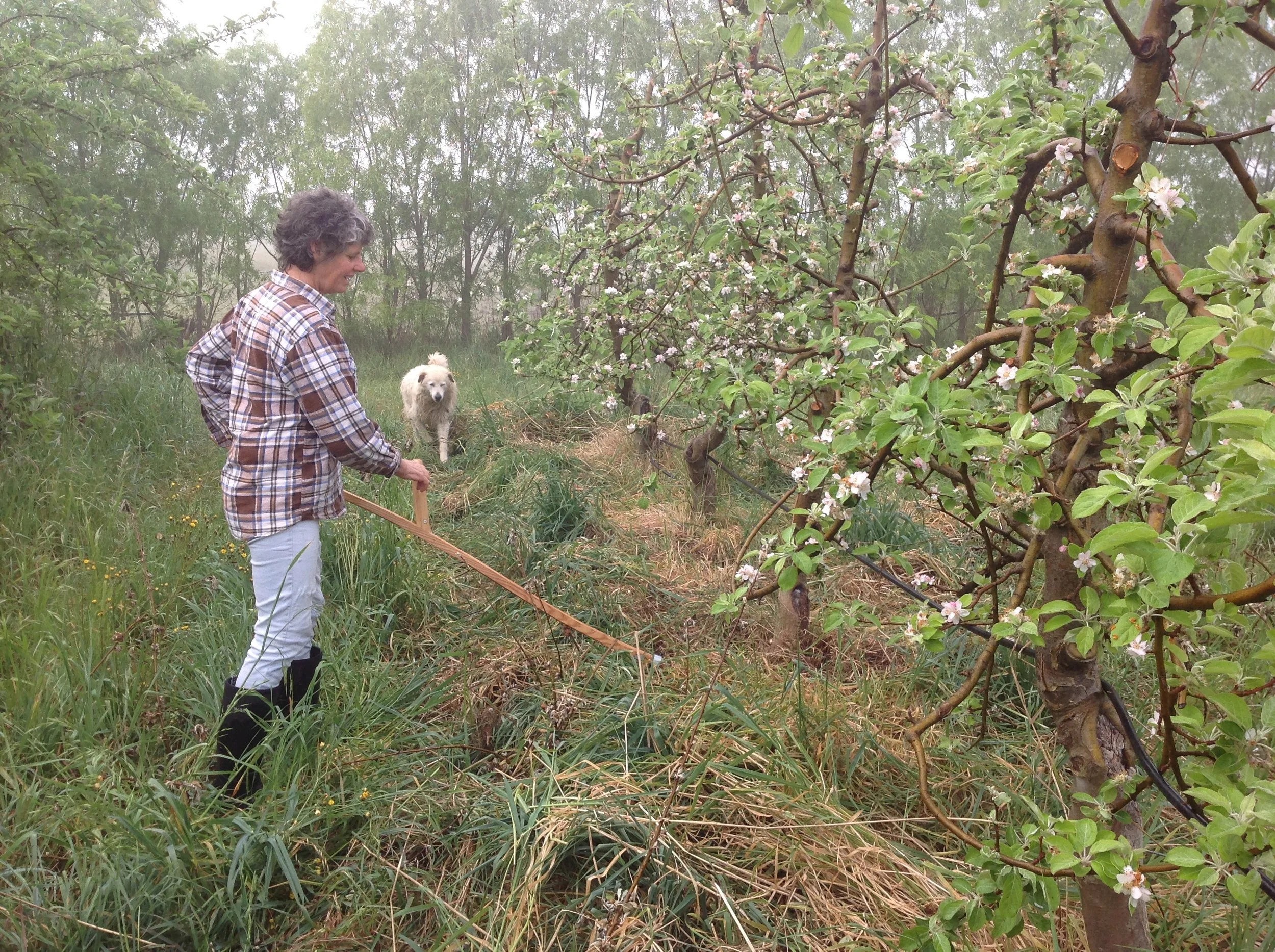 Scything on a foggy Spring morning.