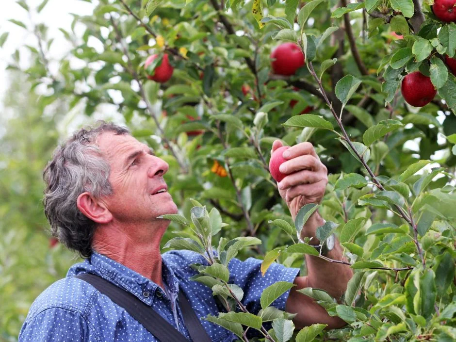 As Australia's apple orchards drop away, two farms transform to survive