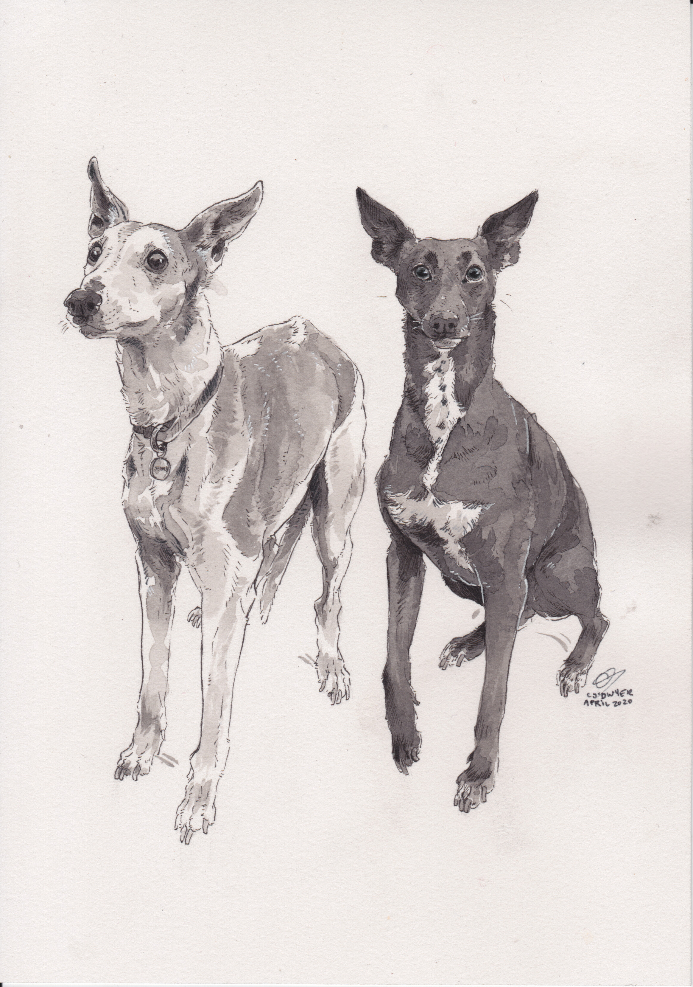 dogs_greyhounds_ink_painting.jpg