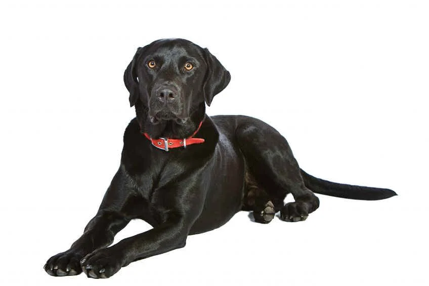 We’re friendly, easygoing, and loyal. But, if we think someone is threatening you or your case, we’ll go nuts. Just like our dog "Dude."