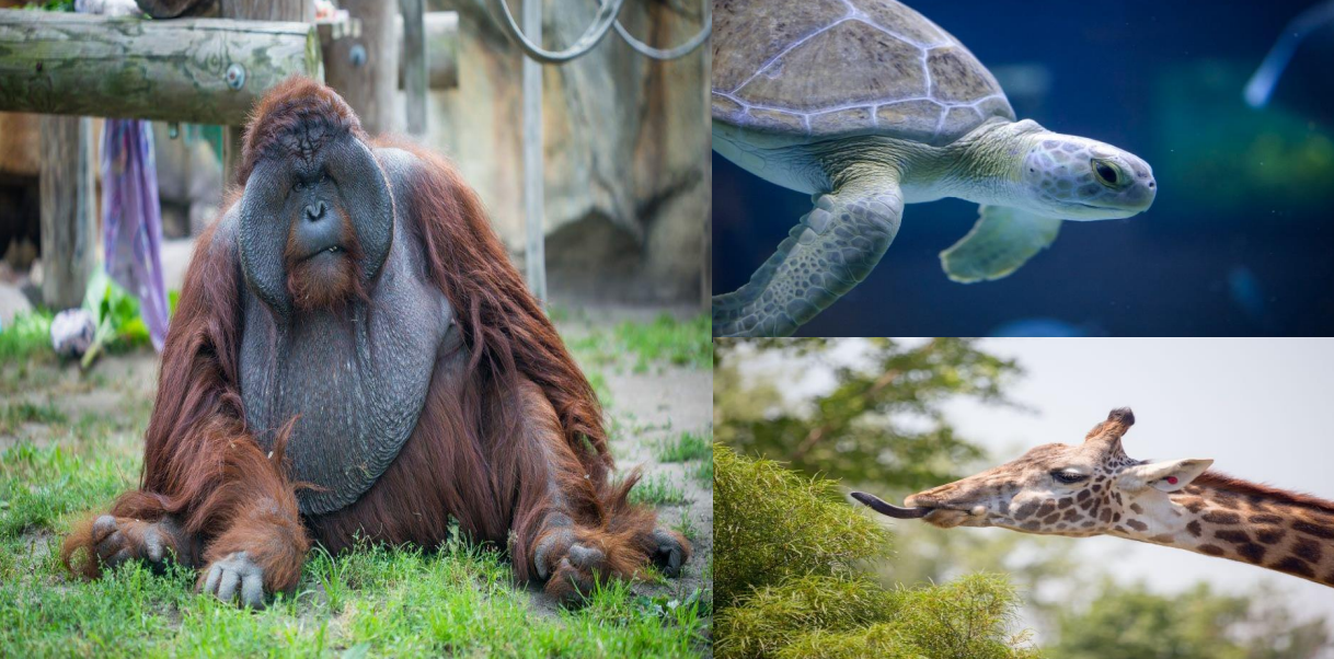 Toledo Zoo &amp; Aquarium