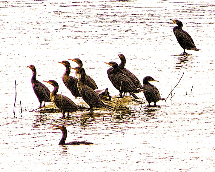 Ten Ducks and a Turtle.jpg