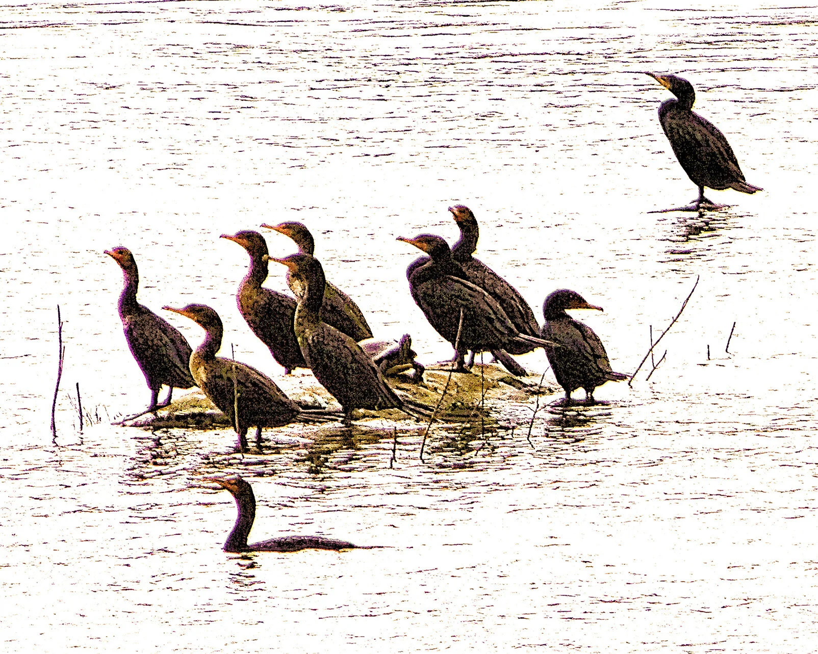 10 ducks-turtle.jpg