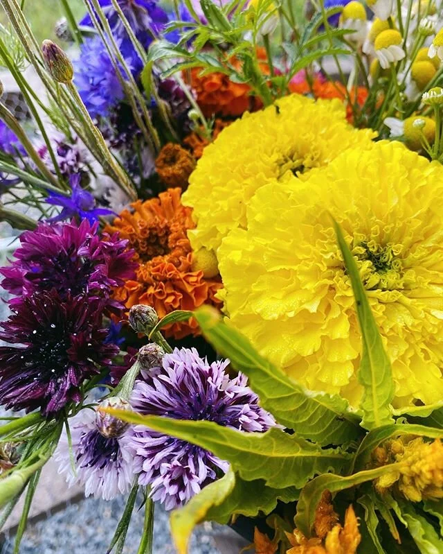 This morning as I was harvesting flowers, was thinking about how working at @radicalfamilyfarms has prepared me for a new level of anti-racist work I&rsquo;m excited to take on. I see a parallel between farming anti-racism work (okay maybe it&rsquo;s