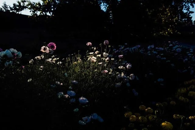 Early mornings on the farm can truly be magical.